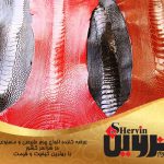 صادرات انواع چرم شترمرغ مرغوب ایران